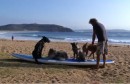 chien surf