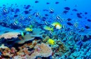 corals barrage  المرجان