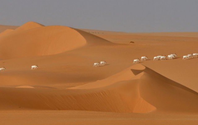 desert_niger_0