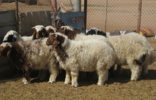 mouton  خروف  علوش