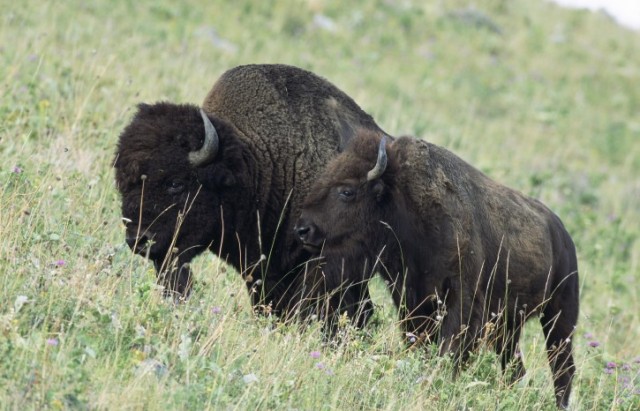 american-bison-bison_w725_h485-640x411