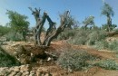 مستوطنون يقطعون أشتال زيتون ويرشون المزروعات بالمبيدات السامة شرق يطا