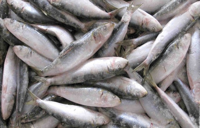 sardine poisson