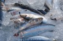 sardines-glace