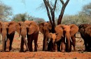 الأفيال الافريقية_ البيئة