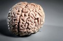 cerveau مخ  دراسة الأنسان    etude humain