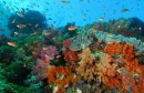 حماية الشعاب المرجانية