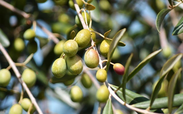 oliver شجرة زيتون