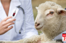 veterinaire mouton