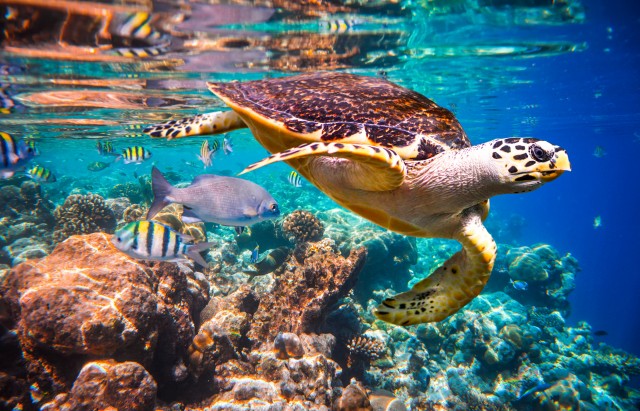 A Hawksbill turtle swims in the Indian Ocean coral reef, Maldives.