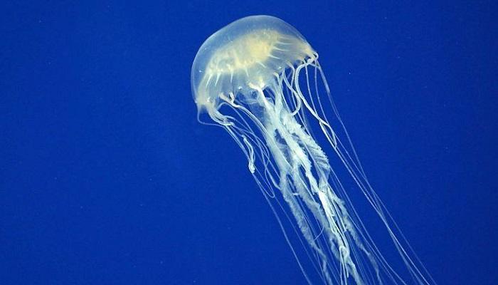 133-231807-multiple-uses-jellyfish-technology_700x400