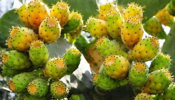 176-094559-prickly-pear-surgery_350x200