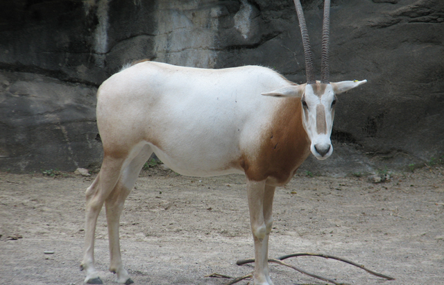 gazelle